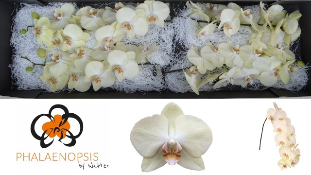 Фалинопсис Райкин Сан x45, шт.