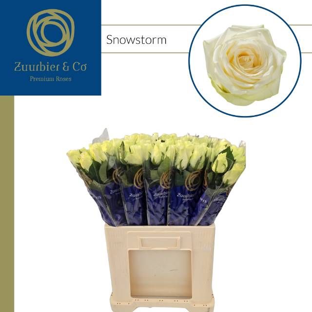 Роза од. Сноусторм+ 70, шт.