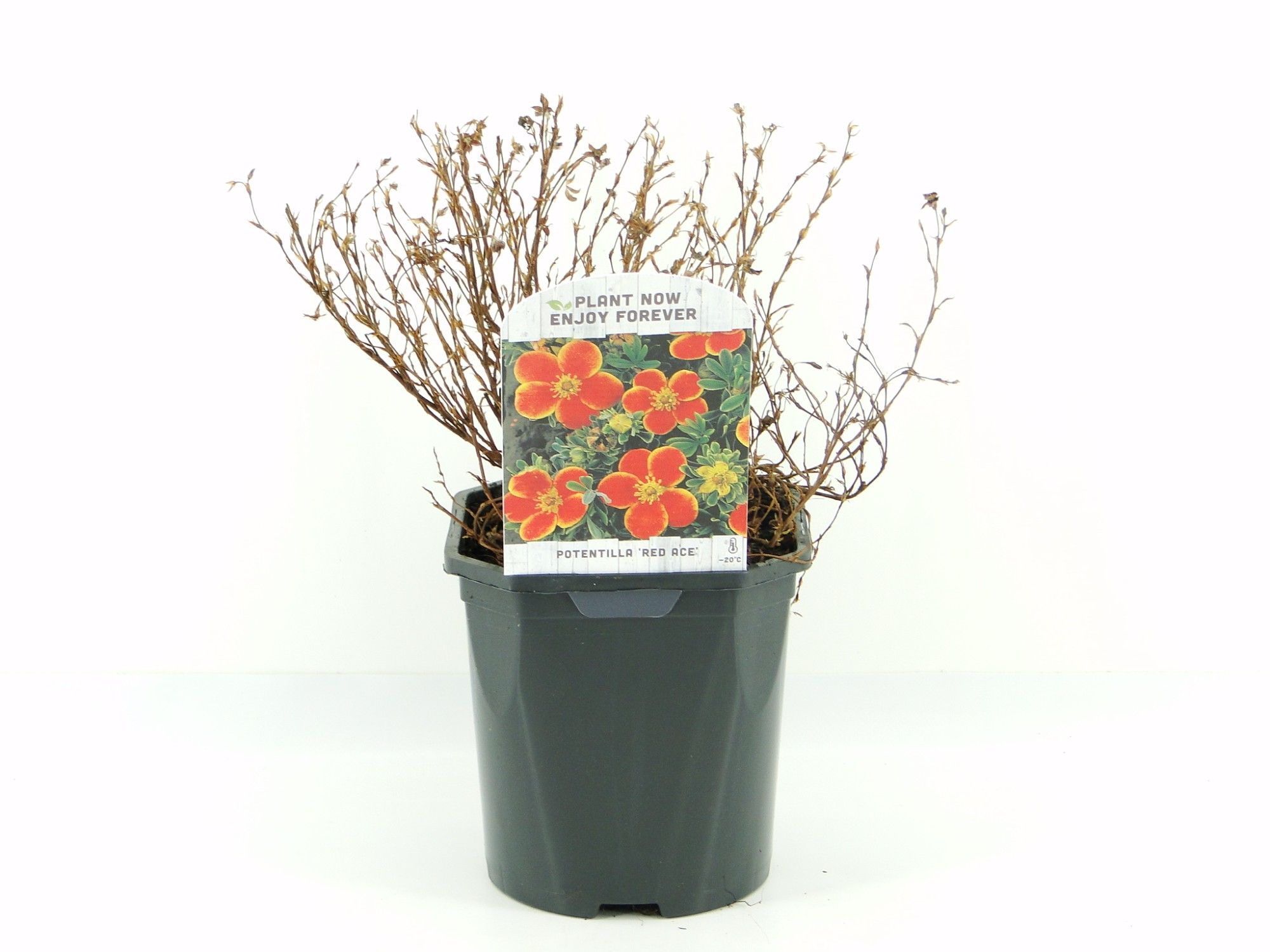 Potentilla frut. Red Ace, D 17