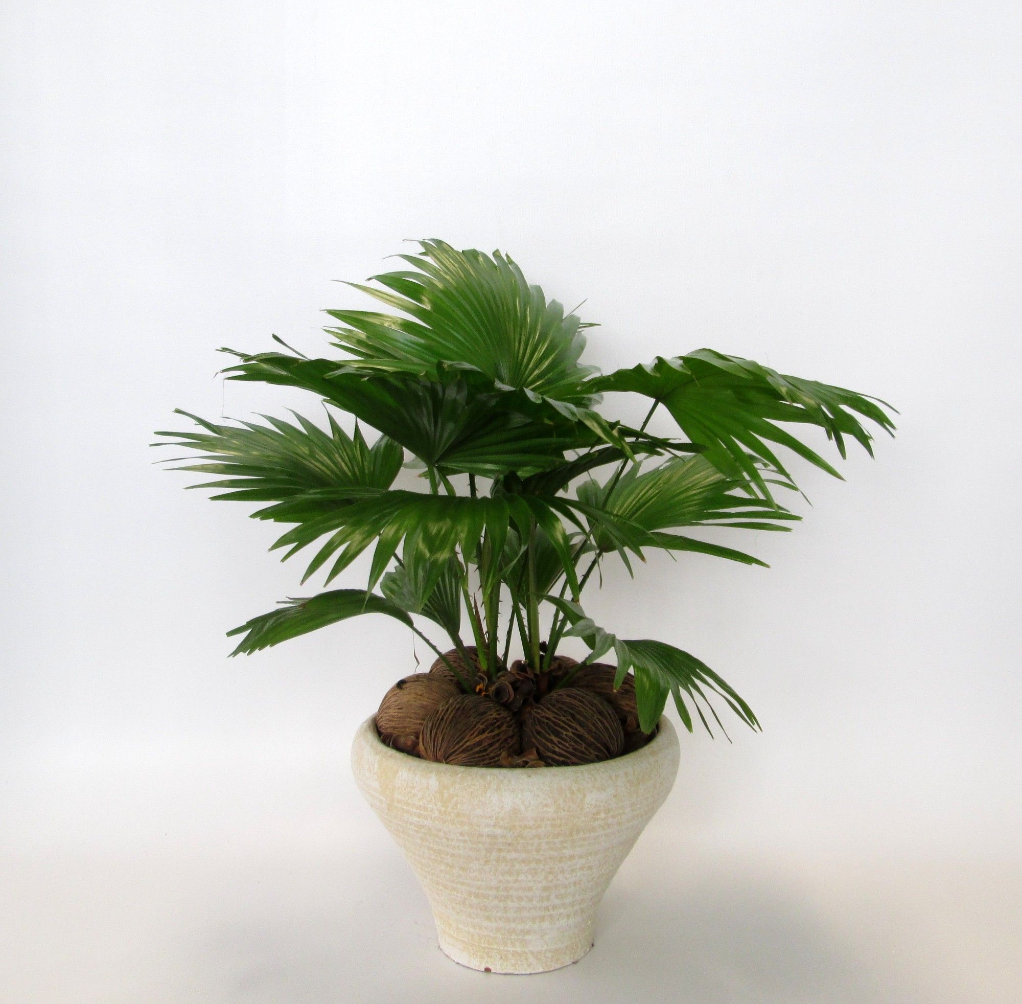 Livistona rotundifolia in Hoedje creme, D 26