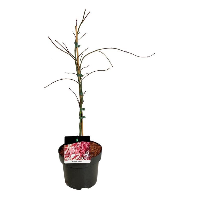 Acer pal. 'Garnet', D 21 cm Acer pal. 'Garnet', D 21 cm