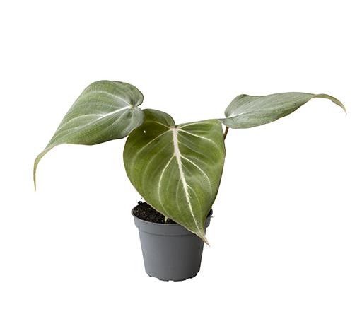 PHILODENDRON GLORIOSUM, D 6 cm PHILODENDRON GLORIOSUM, D 6 cm