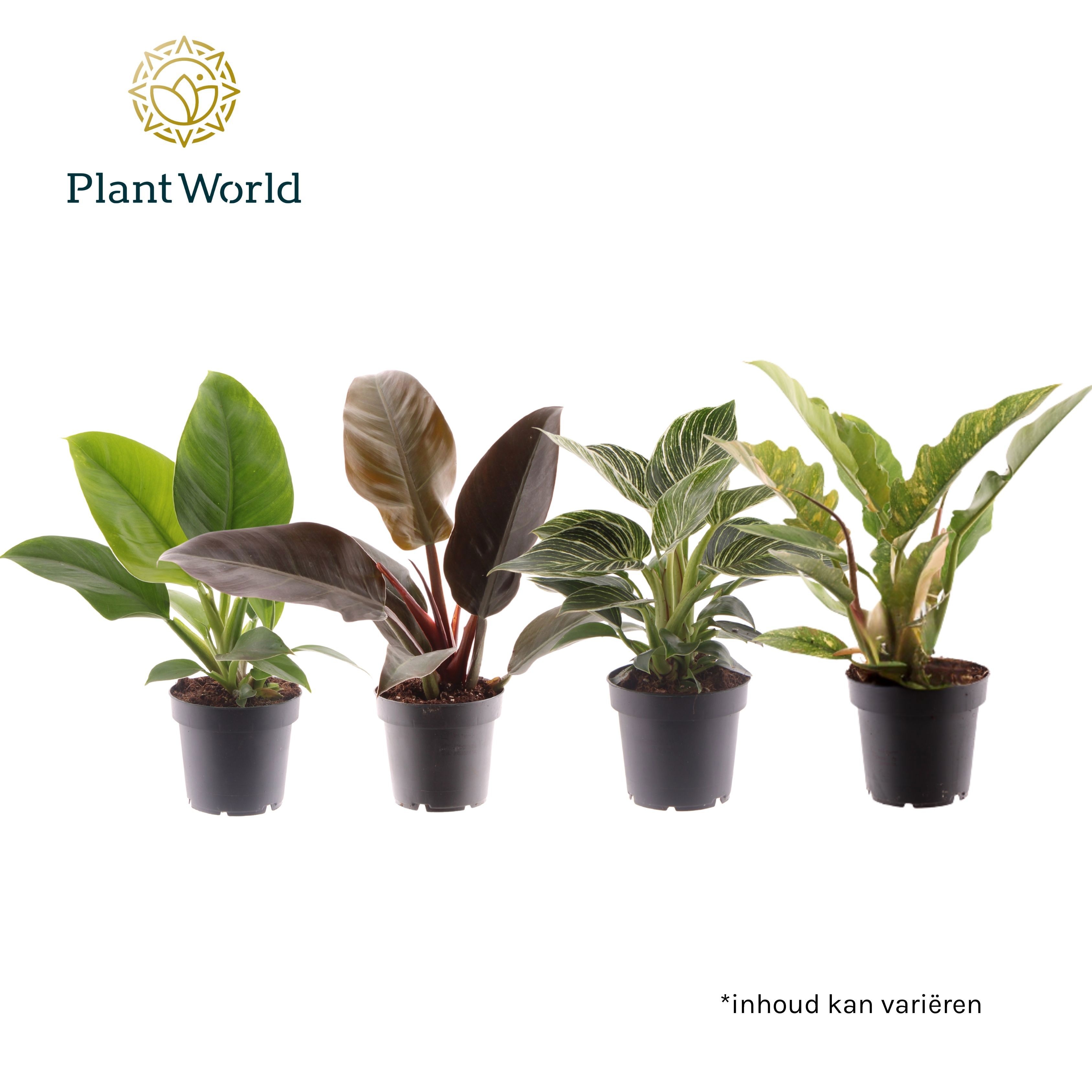 Philodendron gemengd div. soorten P12, D 12