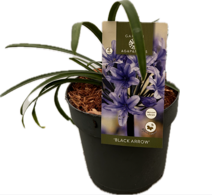 Agapanthus 'Black arrow' P17 GARDEN, D 17