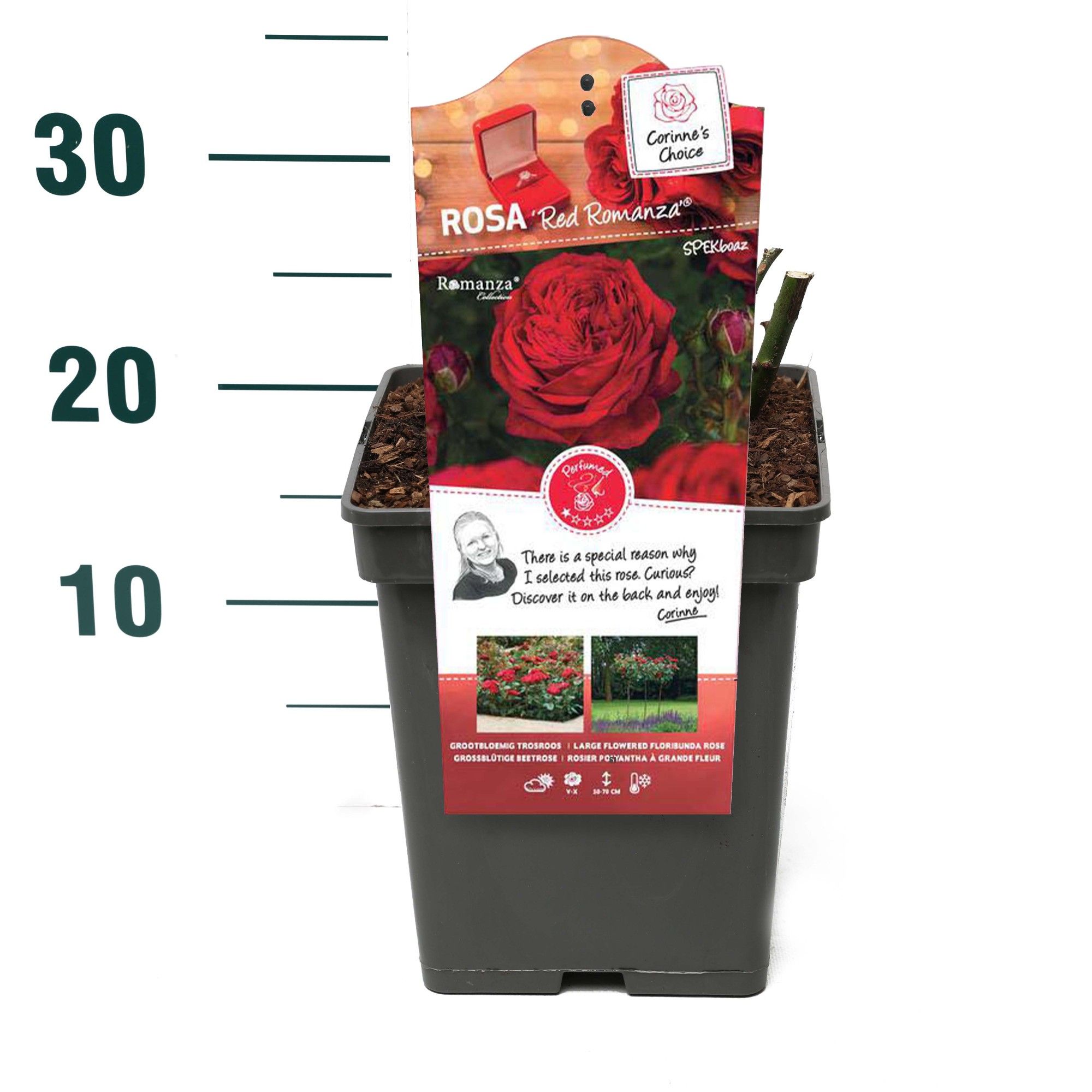 Rosa 'Red Romanza' - Struik - VP5 - Categorie 3, D 23