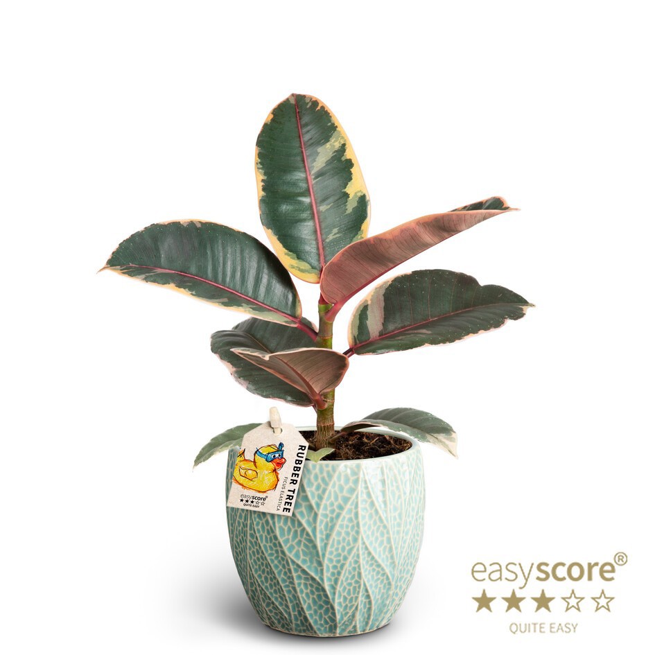 FICUS ELASTICA 40920235 Leaf Ocean Sofia, D 10