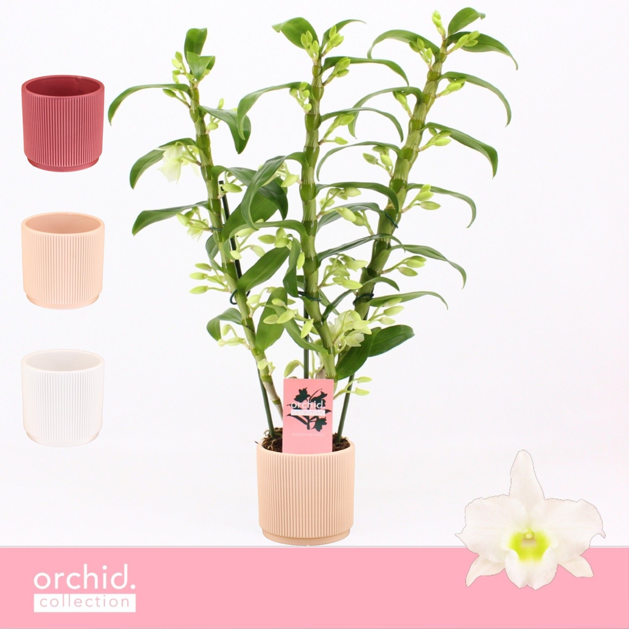 Dendrobium Nobilé, Apollon 3-spike in Horizon Ribble 'Orchid Collection', D 12 cm