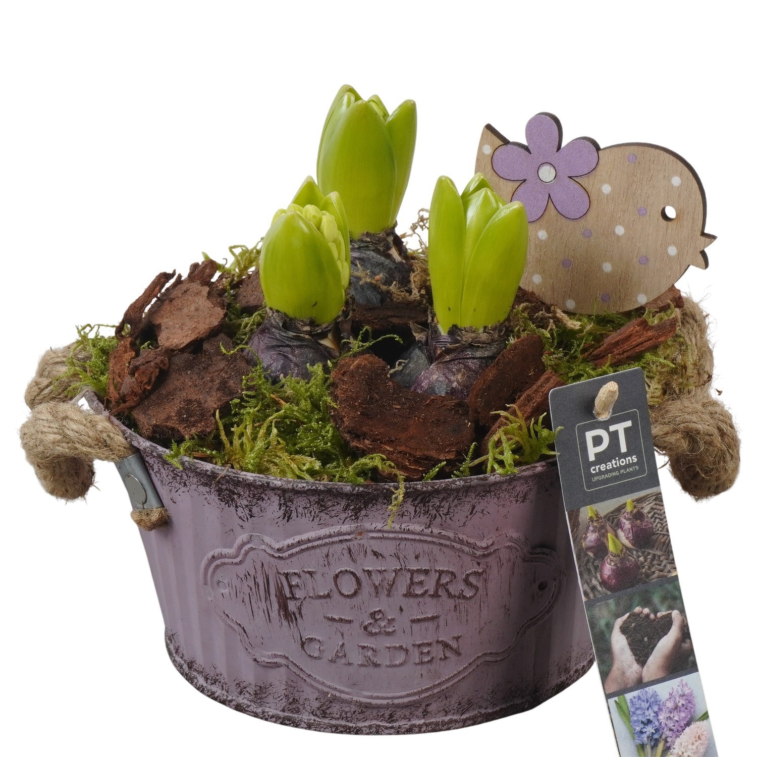 PTHC9138 Arrangement Hyacints in zink pot, D 16