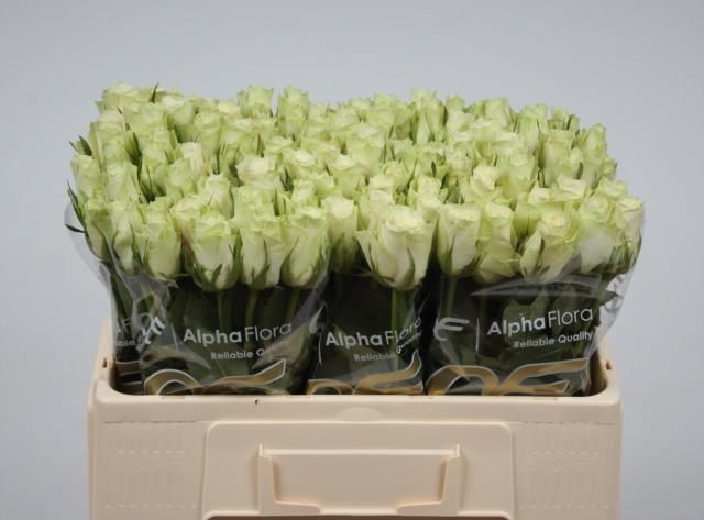 Роза од. Атена 50, шт.