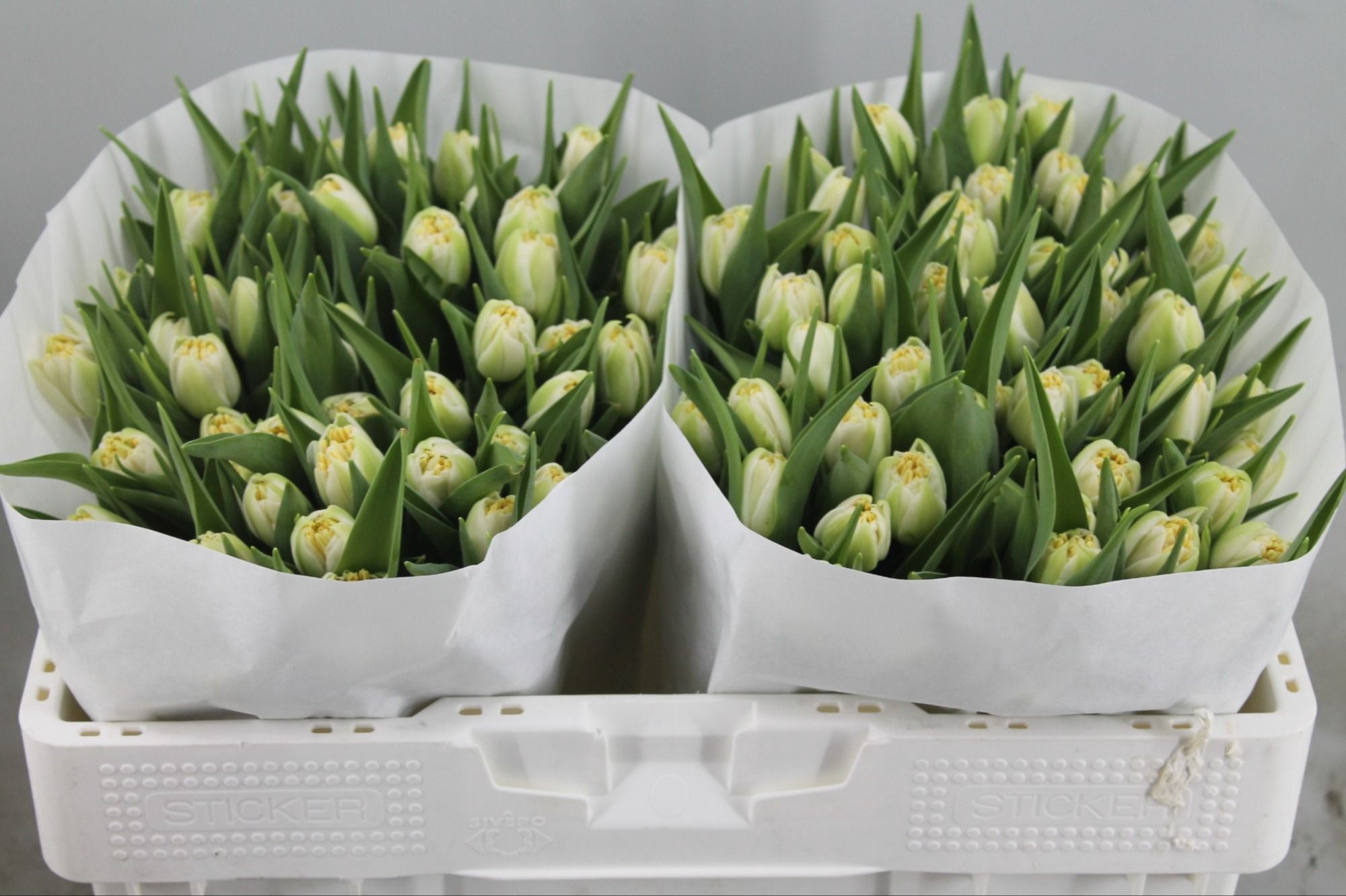 Тюльпан дв. Айсберг (бел.), шт. Тюльпан дв. Айсберг (бел.), шт.