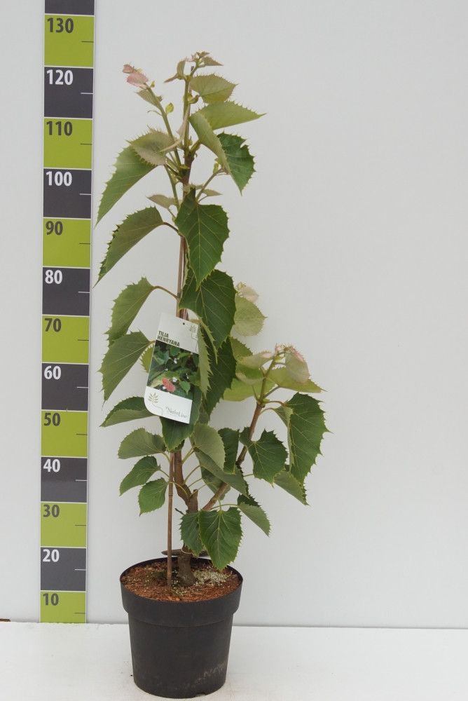 Tilia henryana C 7,5, D 27 cm