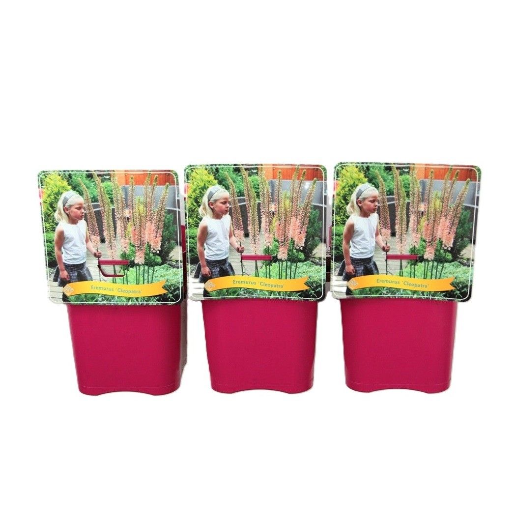 Eremurus 'Cleopatra' C5, D 21