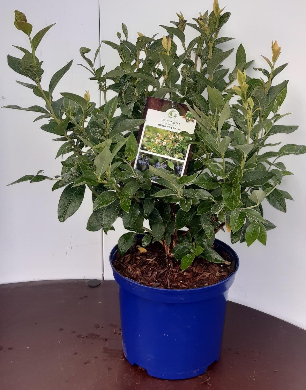 Vaccinium corymbosum Brigitta Blue, D 22 cm