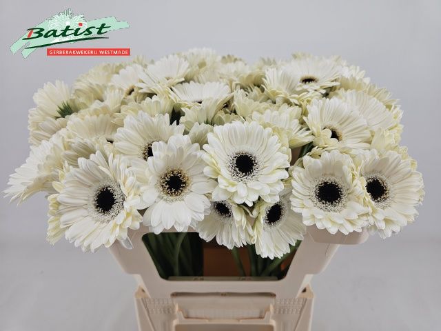 Гермини Лидо, шт.