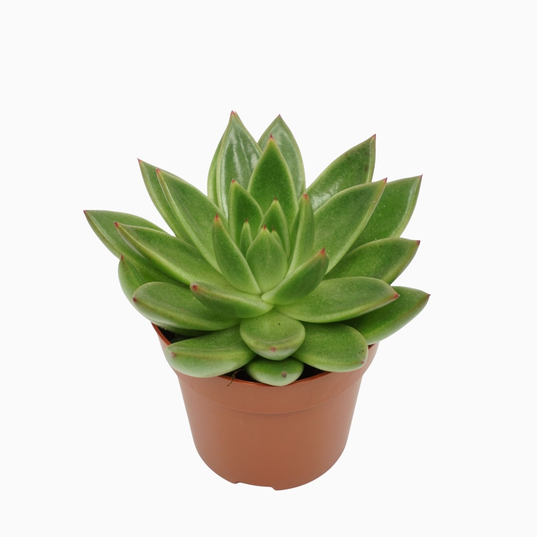 Echeveria agavoides 8,5 cm, D 8,5