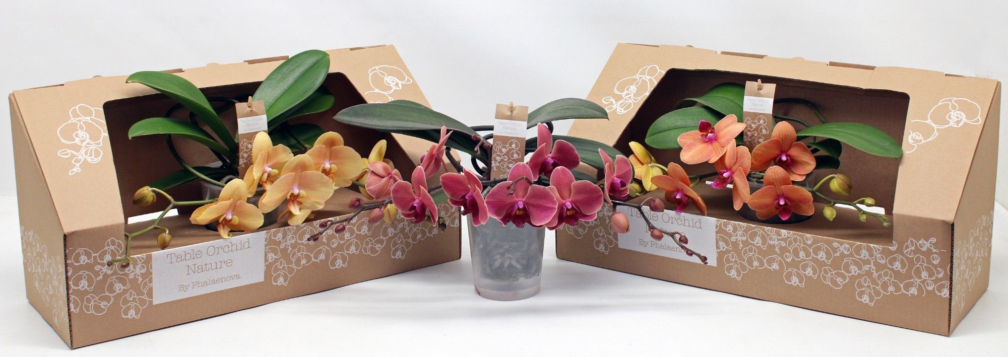 Table Orchid GROEN ORANJE, D 12 cm