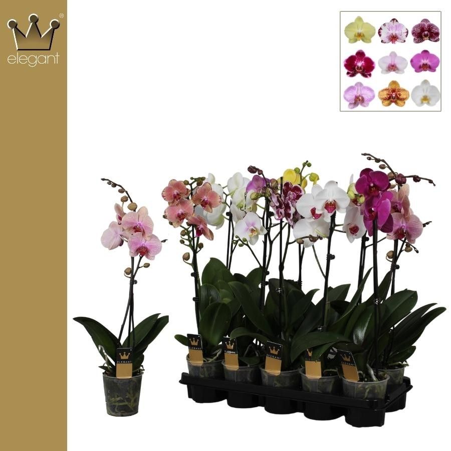 Phalaenopsis 1 tak gemengd 6+ bloem, D 12 cm