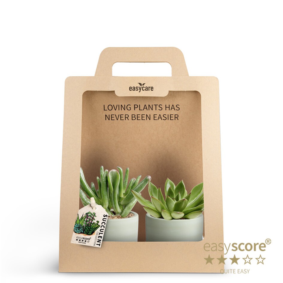 2-Pack Woodbase Green, Succulent, D 7