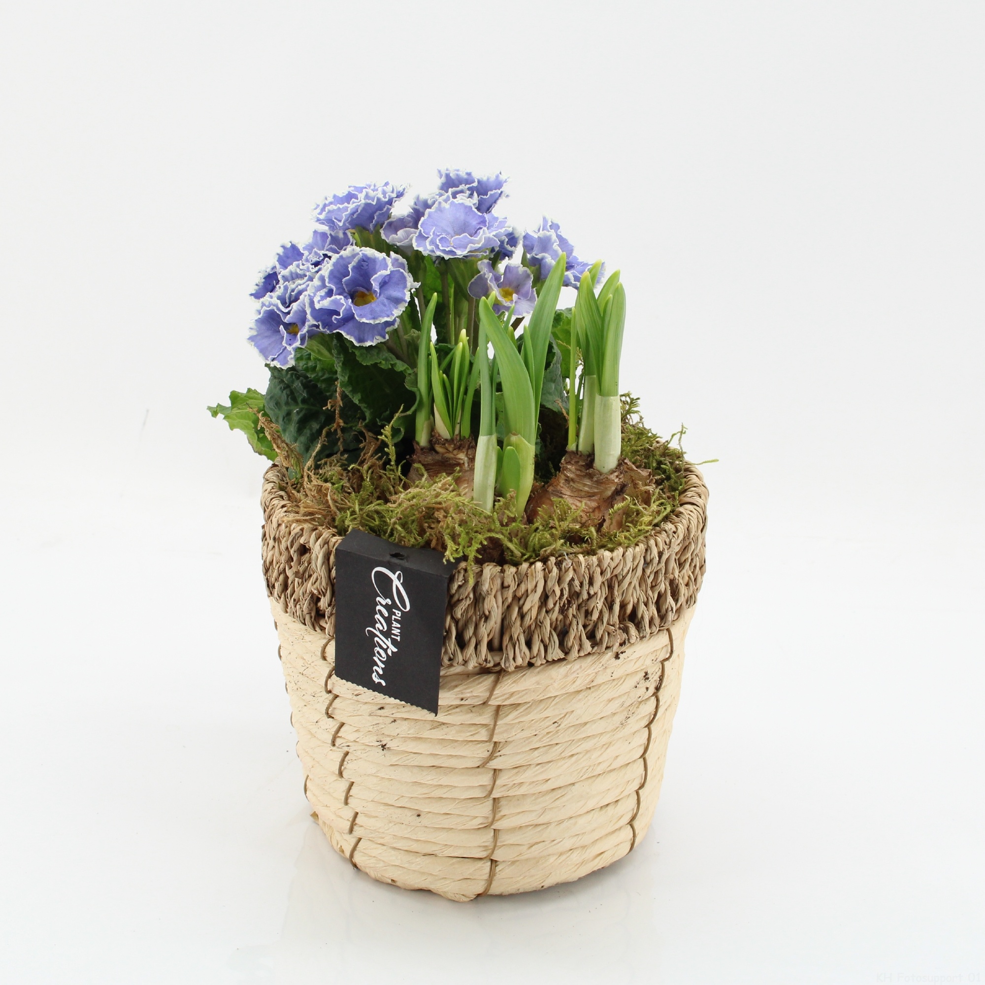 PMCR-2631 Primula creations, D 16