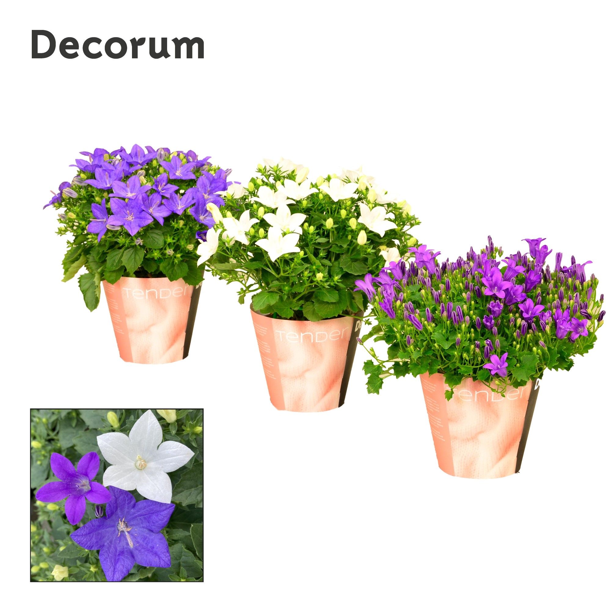 Campanula Mix 1 Tender, D 11