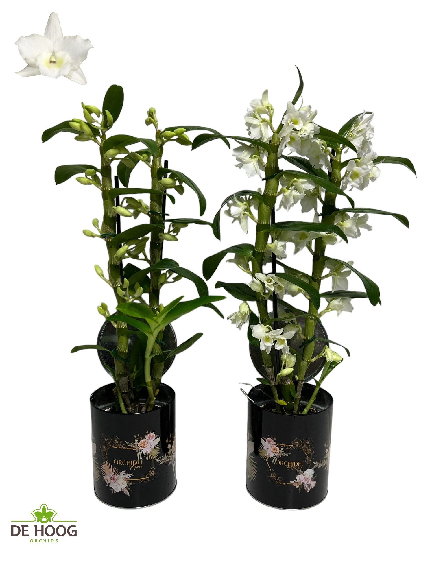 Dendrobium Nobile Apollon 2 stam 16+ tros + Blik met print, D 12