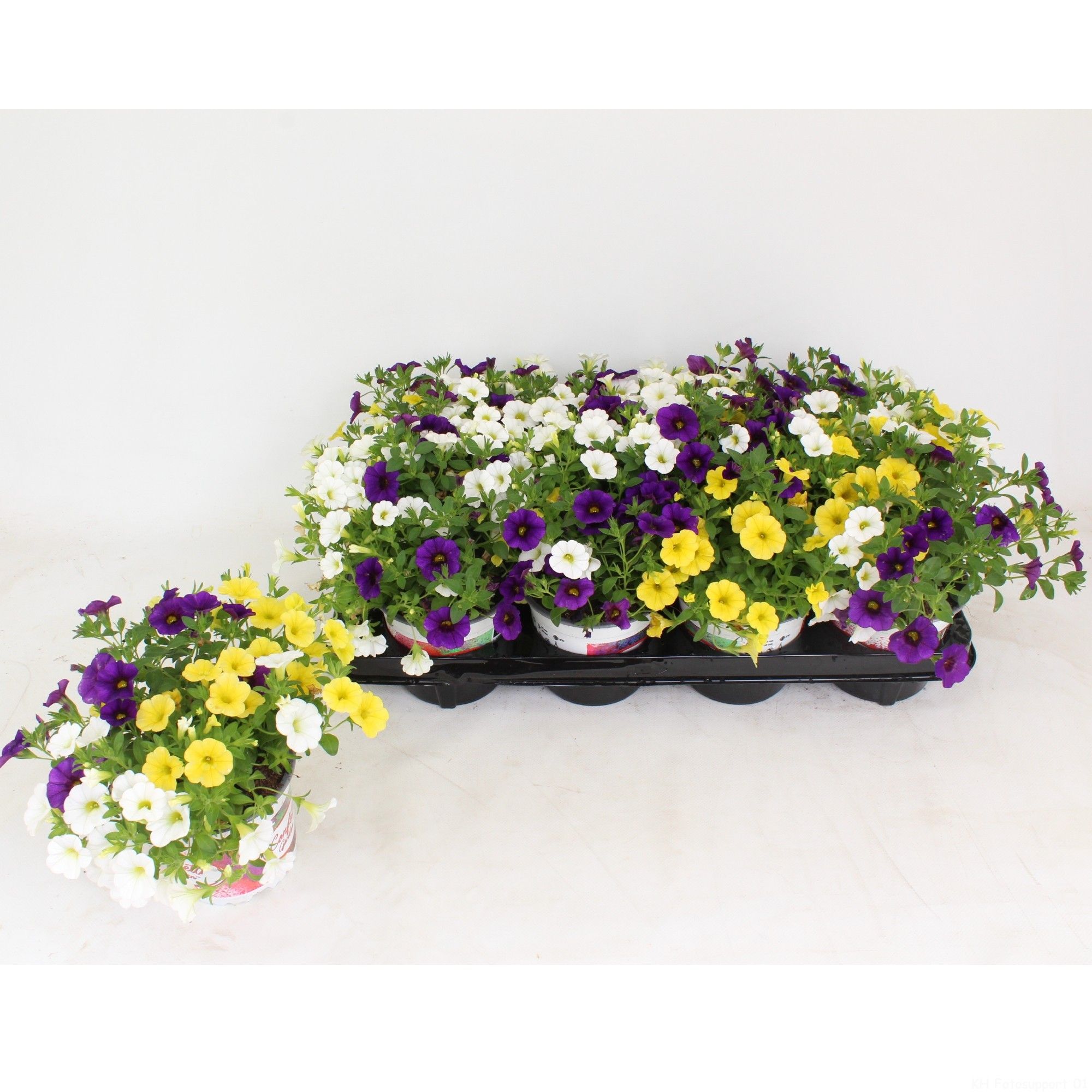 Confetti Garden Nani Hoku Star, D 13