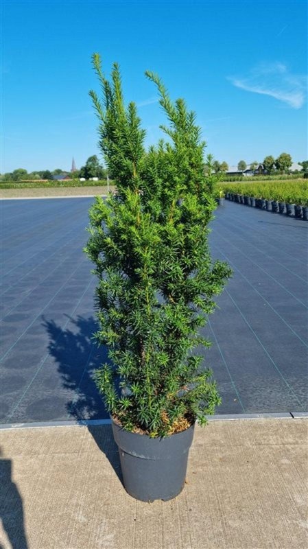 Taxus media 'Hicksii', D 29