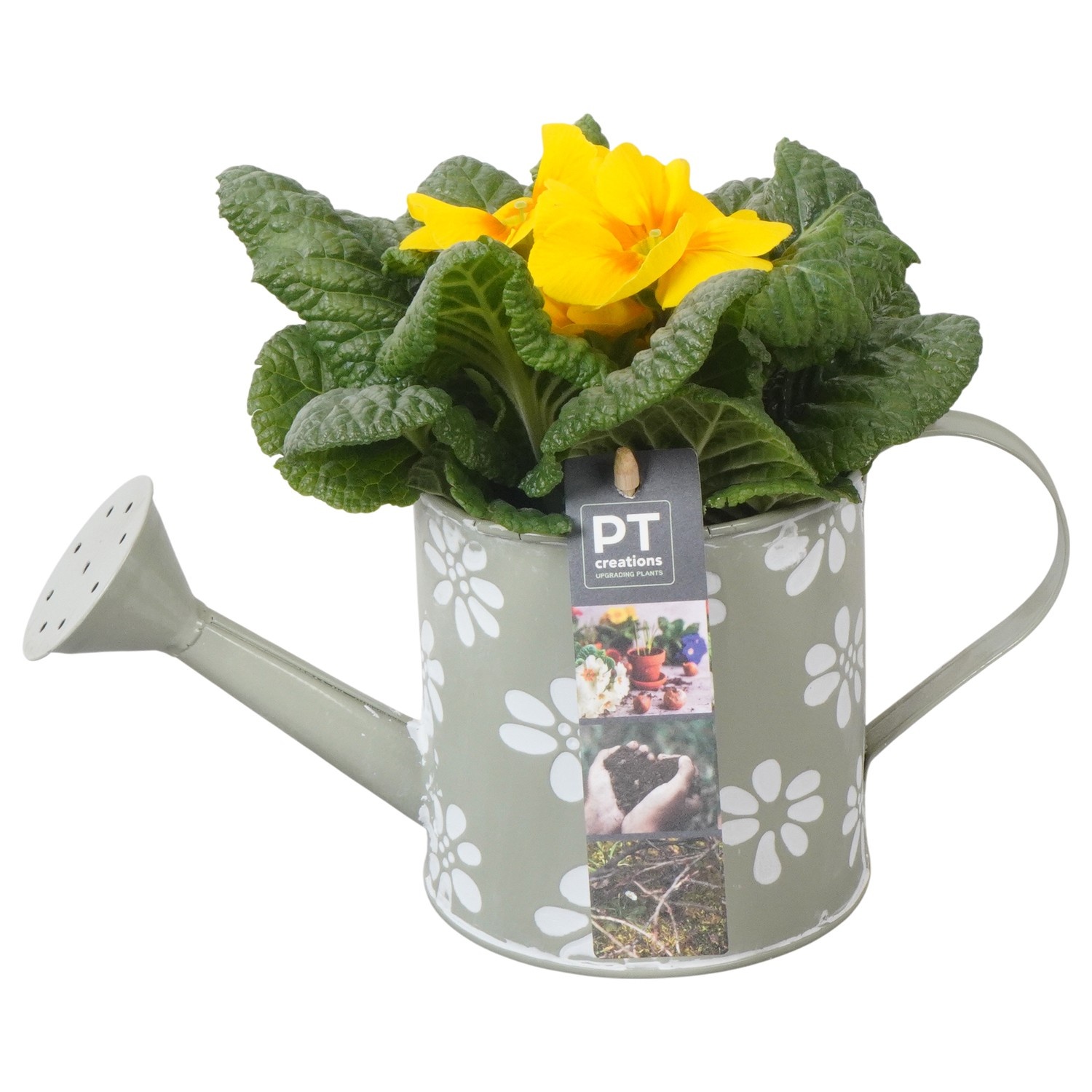 PTBM3757 Arrangement Flower Bulbs Mix in metalen gieter, D 11