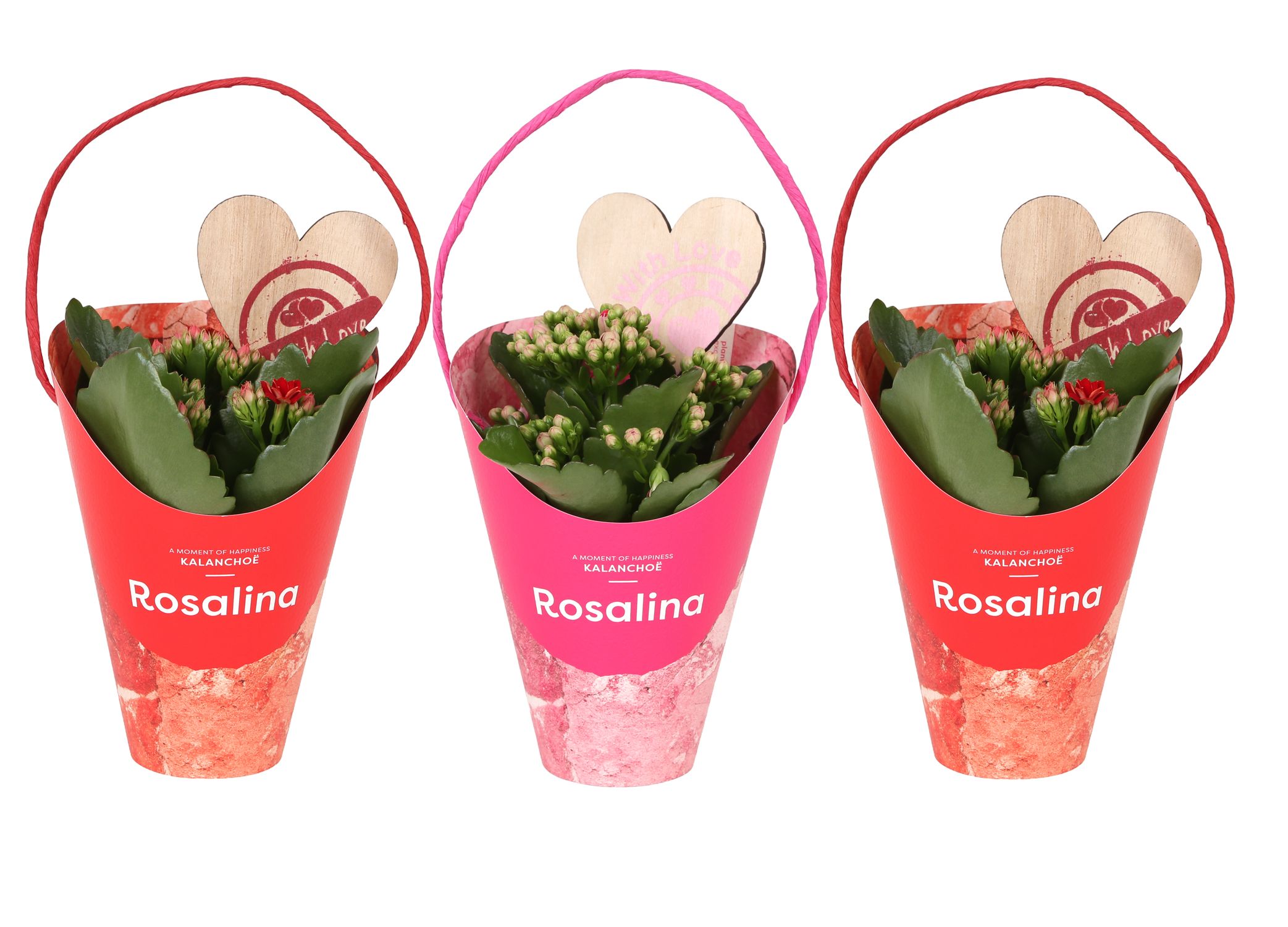 KP-857.8 - Kalanchoe Rosalina 7cm Giftskoker love, D 7