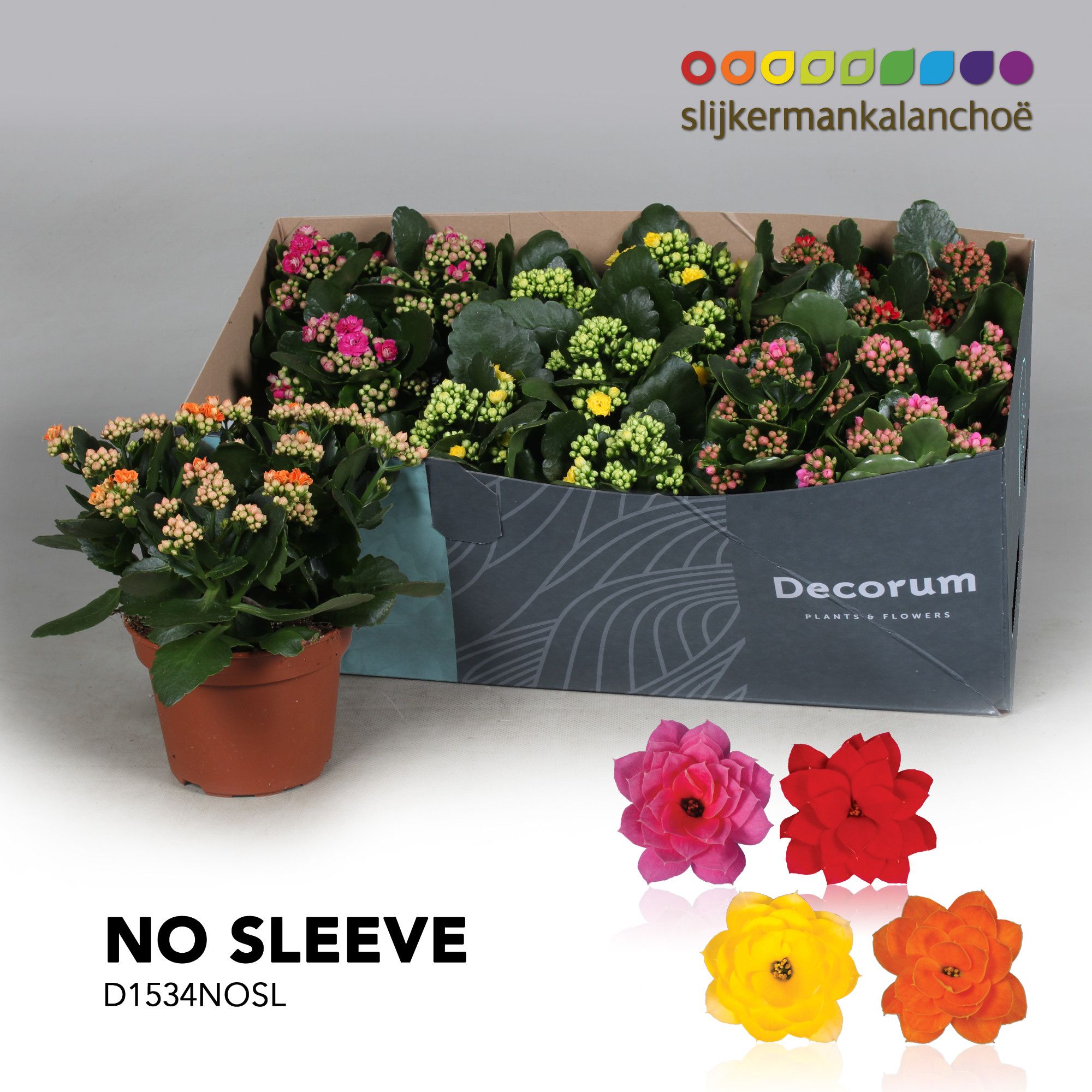 Kalanchoe No Sleeve - 4 Colors Mix, D 15