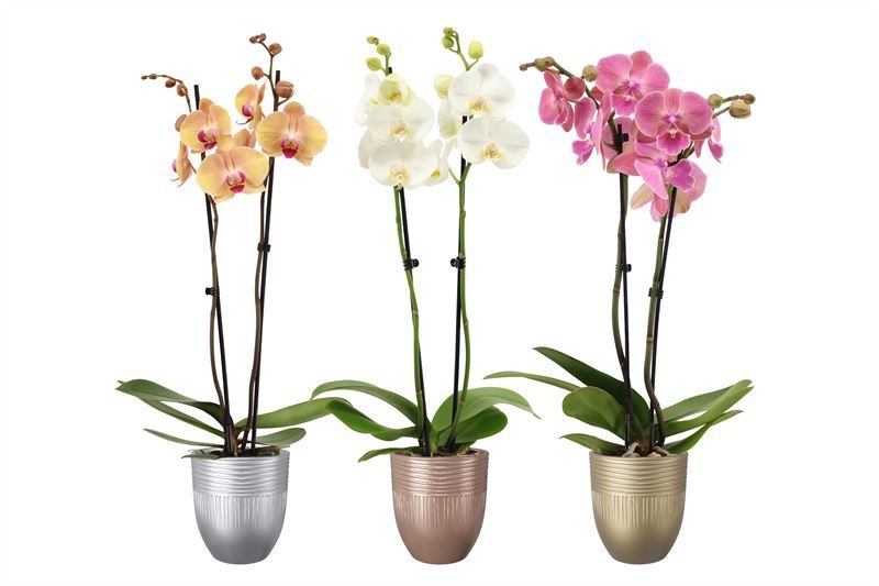 Hugo p12 double lines luxury mix Phal mix 2T14+, D 12
