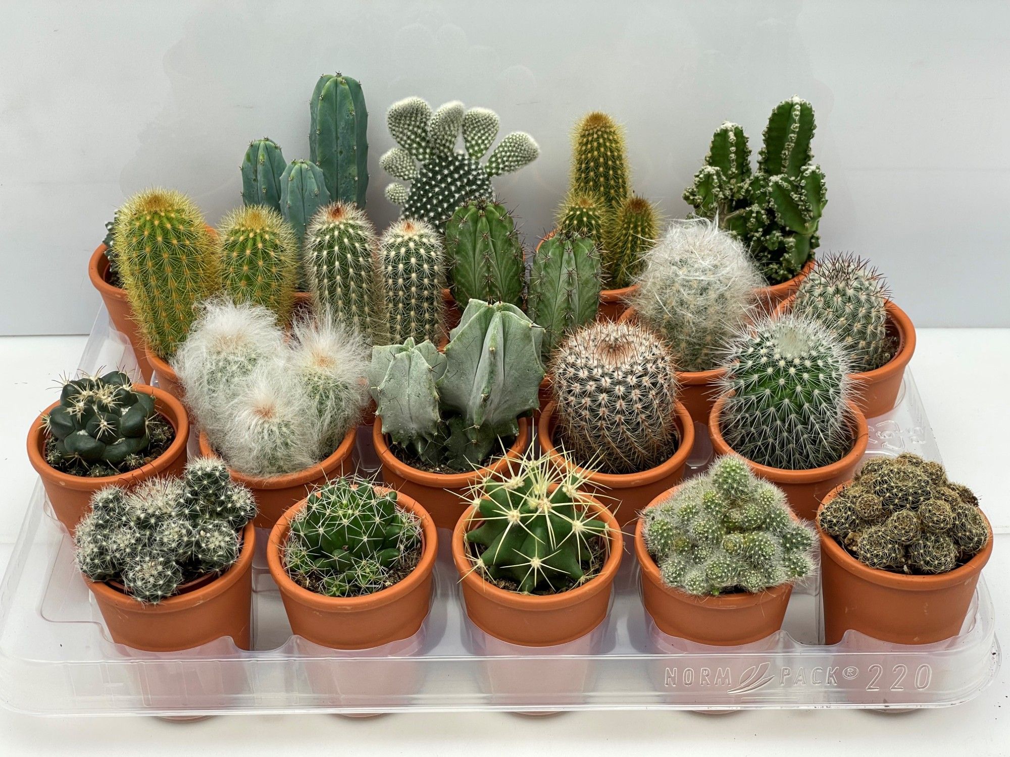 116 Rozenpot cactus 5,5 cm, D 6,5 cm