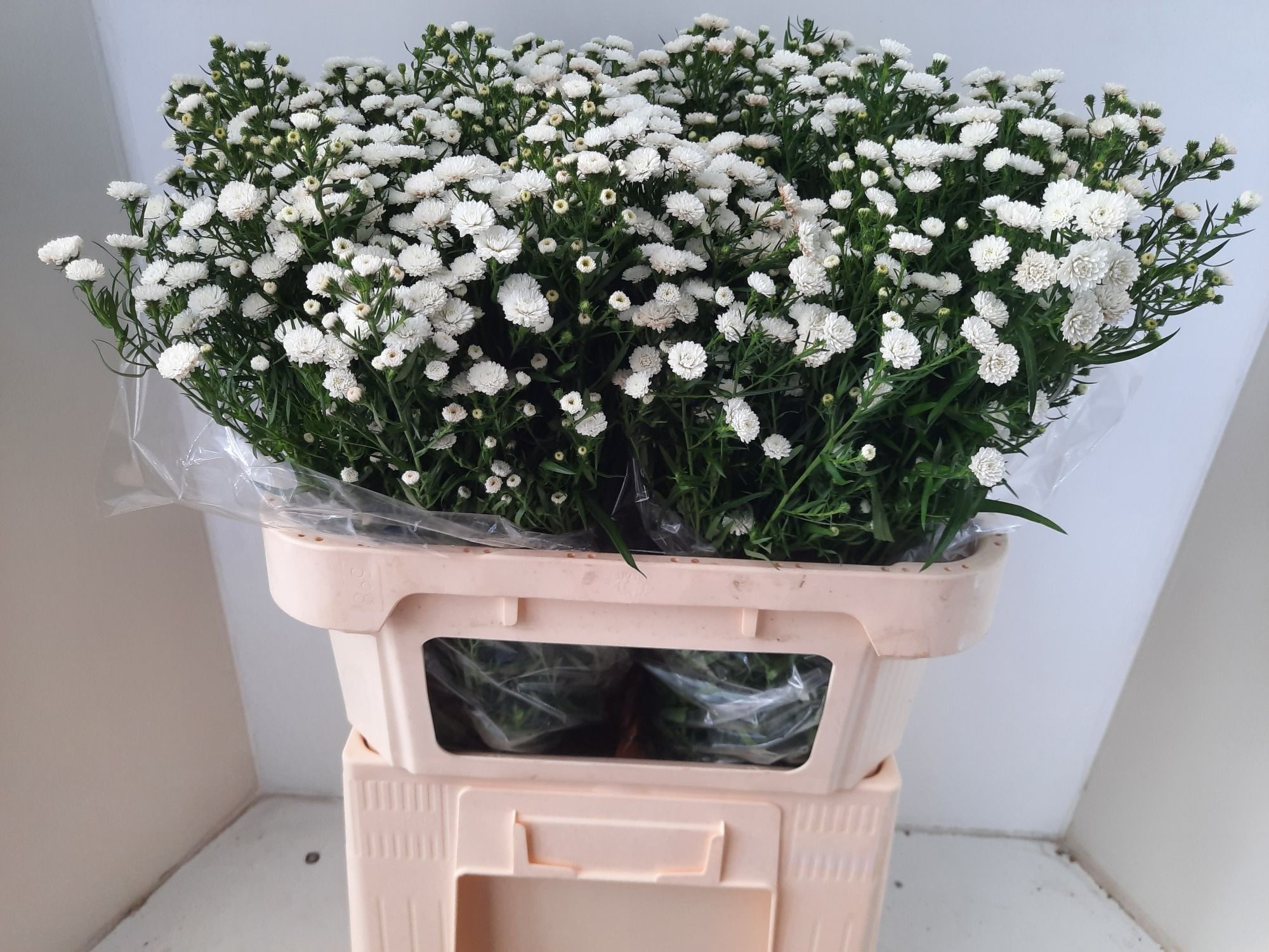 Астер Помпон 70, шт.