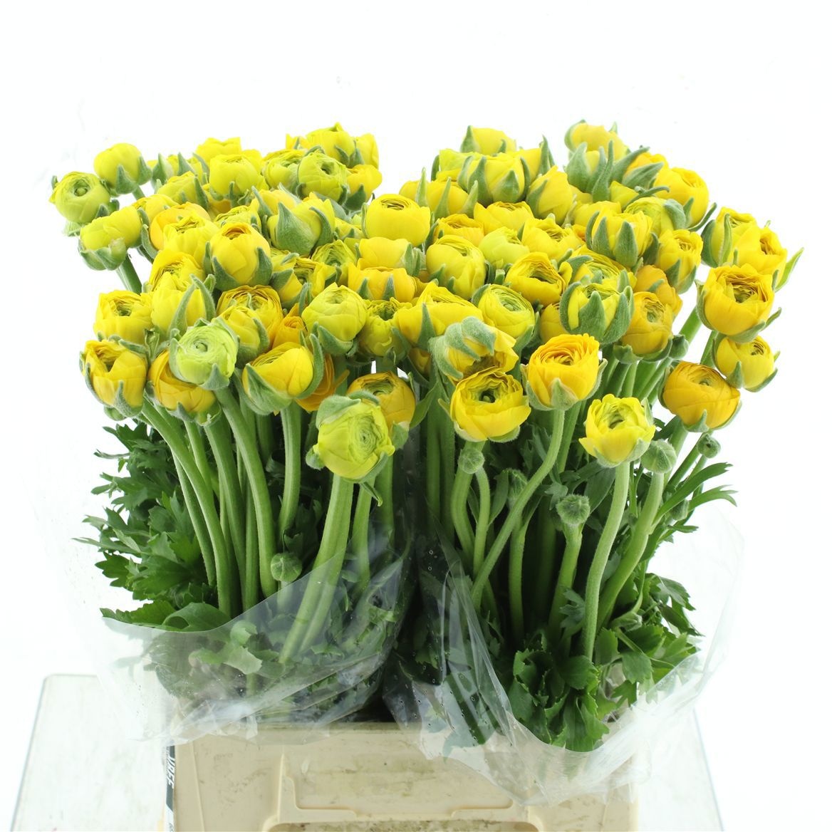 Ранункулус Элеганс Еллоу 45, шт.