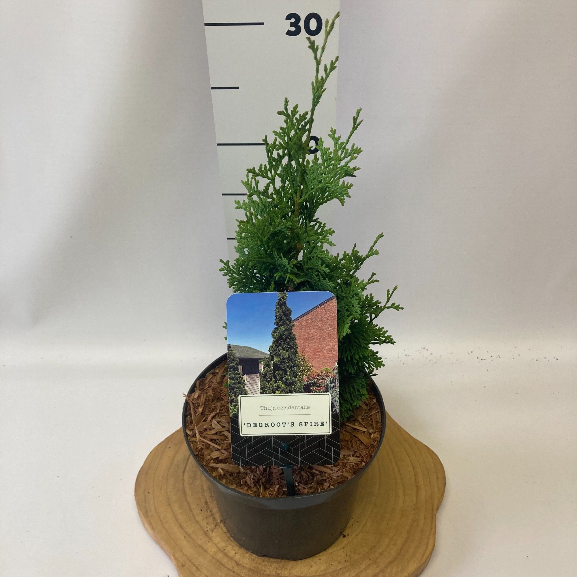 Thuja occidentalis 'Degroot's Spire, D 18