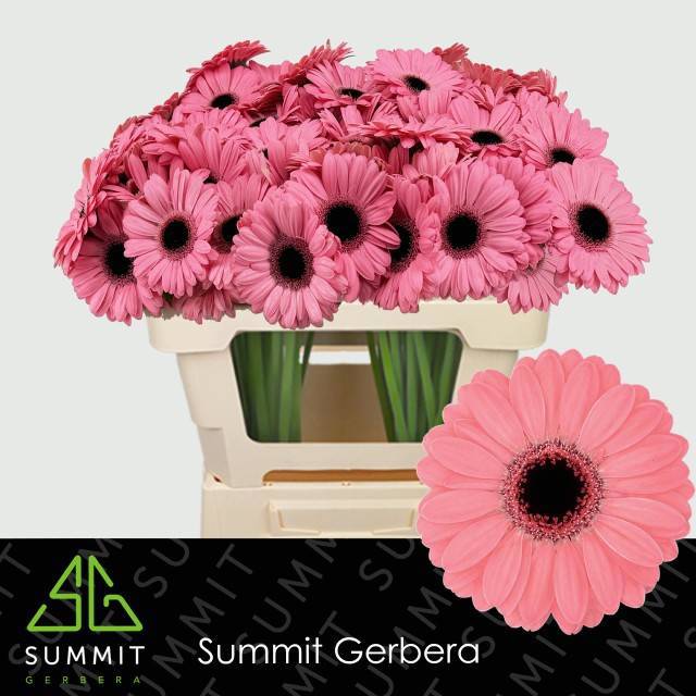 Гермини Джоли (роз.), шт.