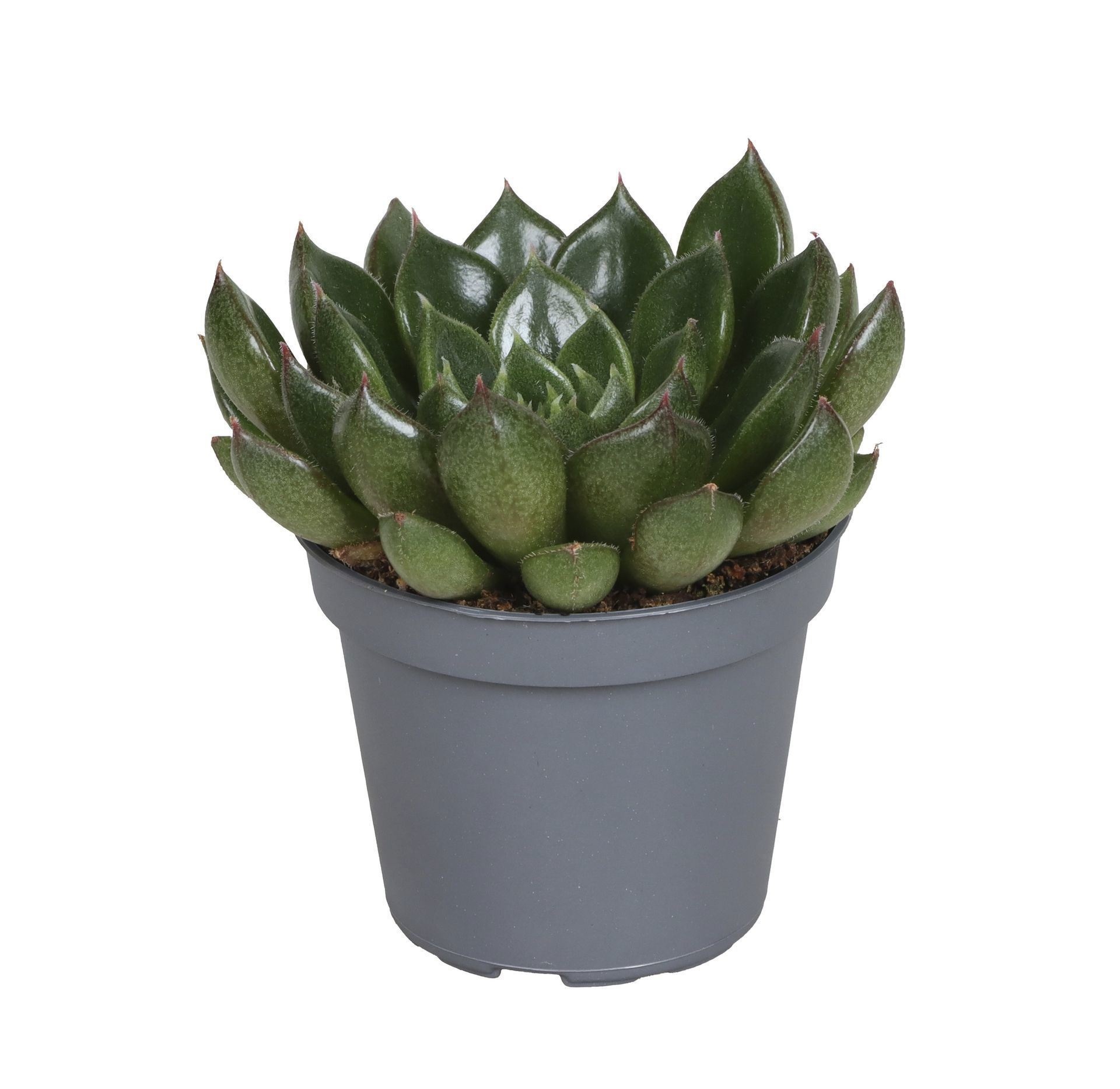 Echeveria Setorum Victor 6 cm, D 6