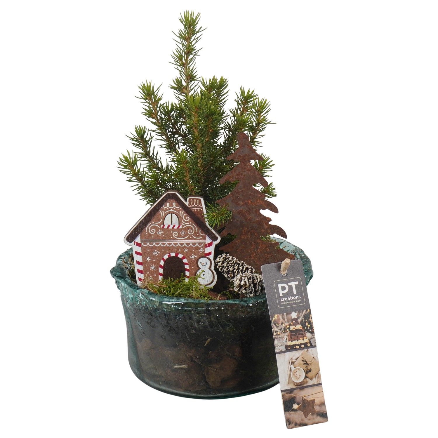 PTCWW6828 Arrangement Winter in glas schaal, D 14 cm