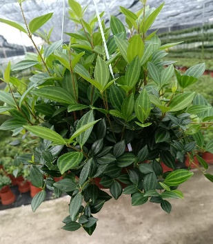 Пеперомия 180 Даймонд Джейд 18 30