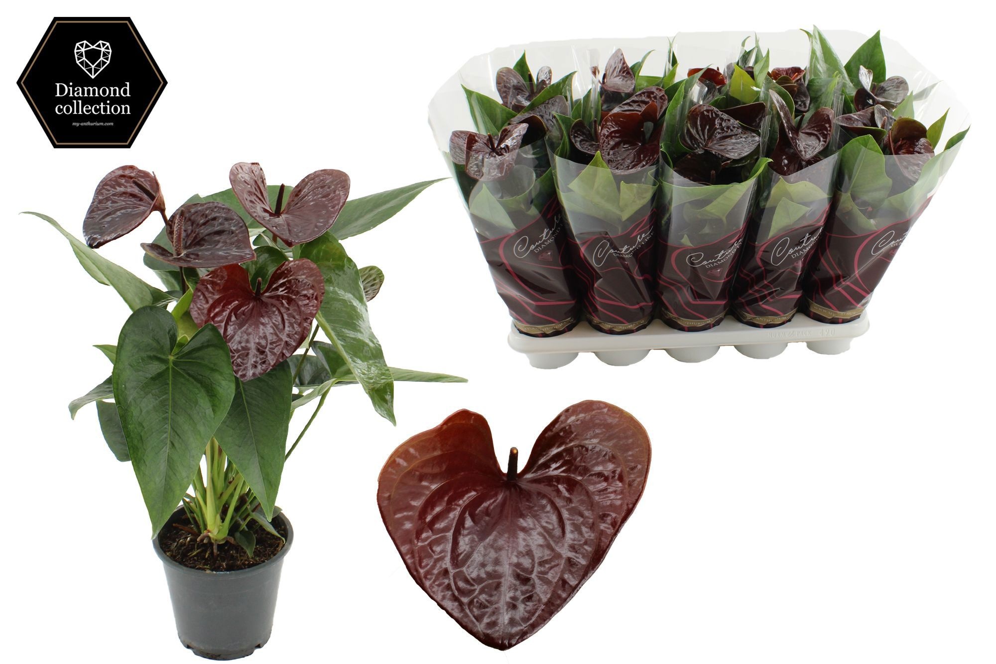 Anthurium 12 cm Essencia in Couture Diamond Line Purple sleeve, D 12