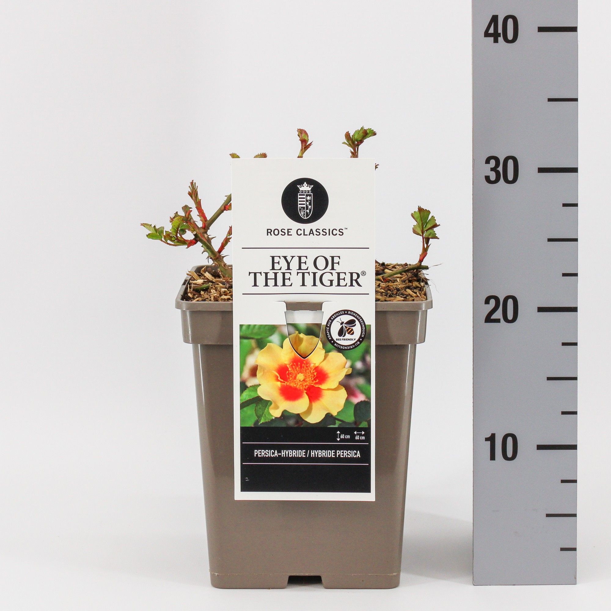 Rosa Persica Eye of the Tiger ®, C5, D 23