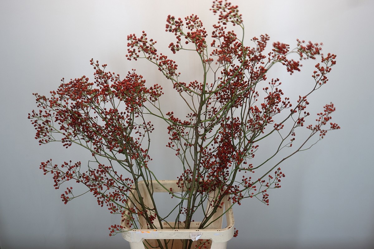 Рузботель Роузфрут Топс 120, шт.