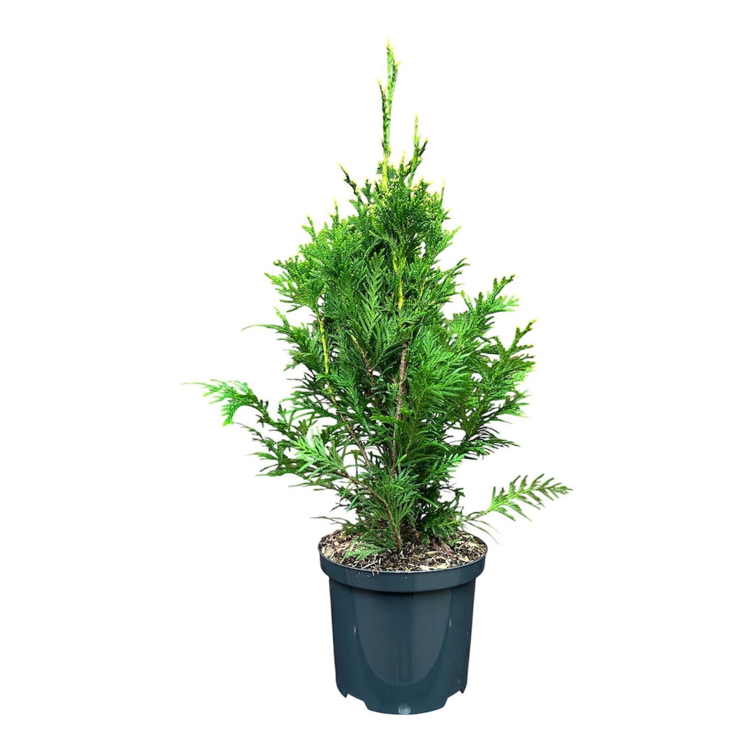 Thuja p. 'Can-Can', D 18