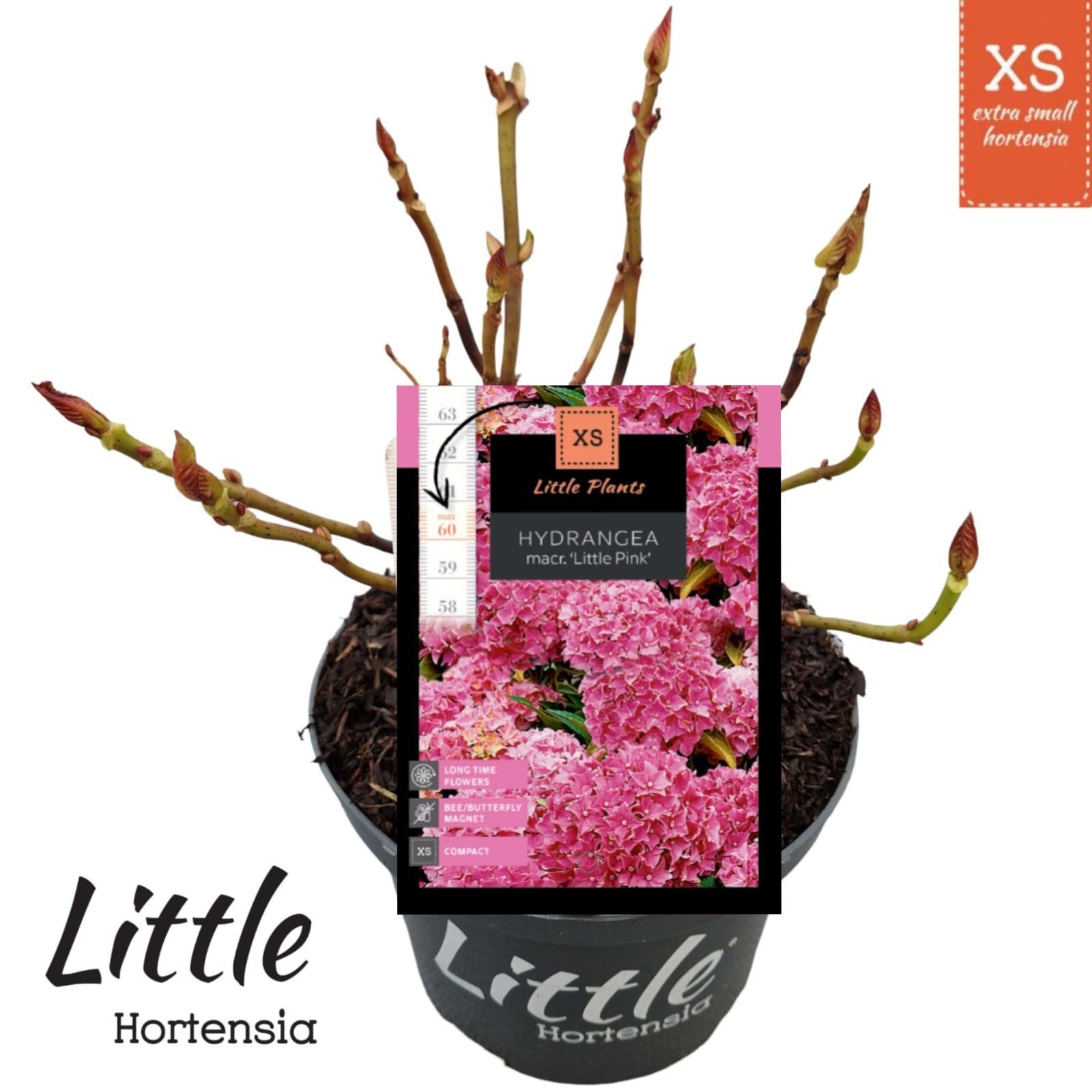 Hydrangea macr. 'Little XS Pink', D 17
