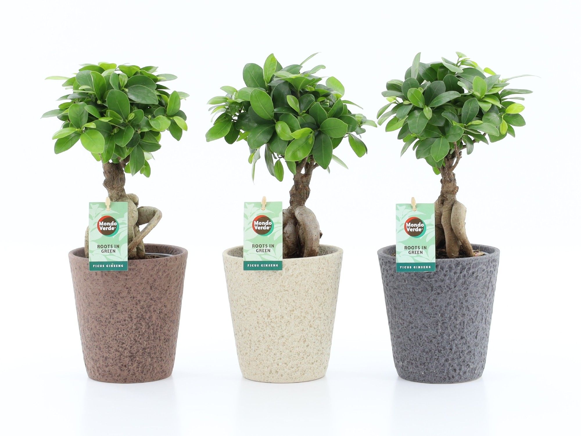 Ficus micr. Ginseng in Nature keramiek, D 13