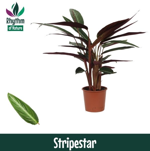 Calathea 17cm Stripestar - Rhythm of Nature, D 17
