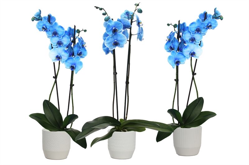 Tirza p12 vanille mix Phal I am Blue 2T14+, D 12