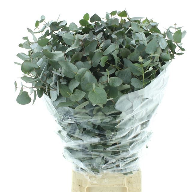 Эвкалипт Цинерея за пучок 75 (зел.), пуч.