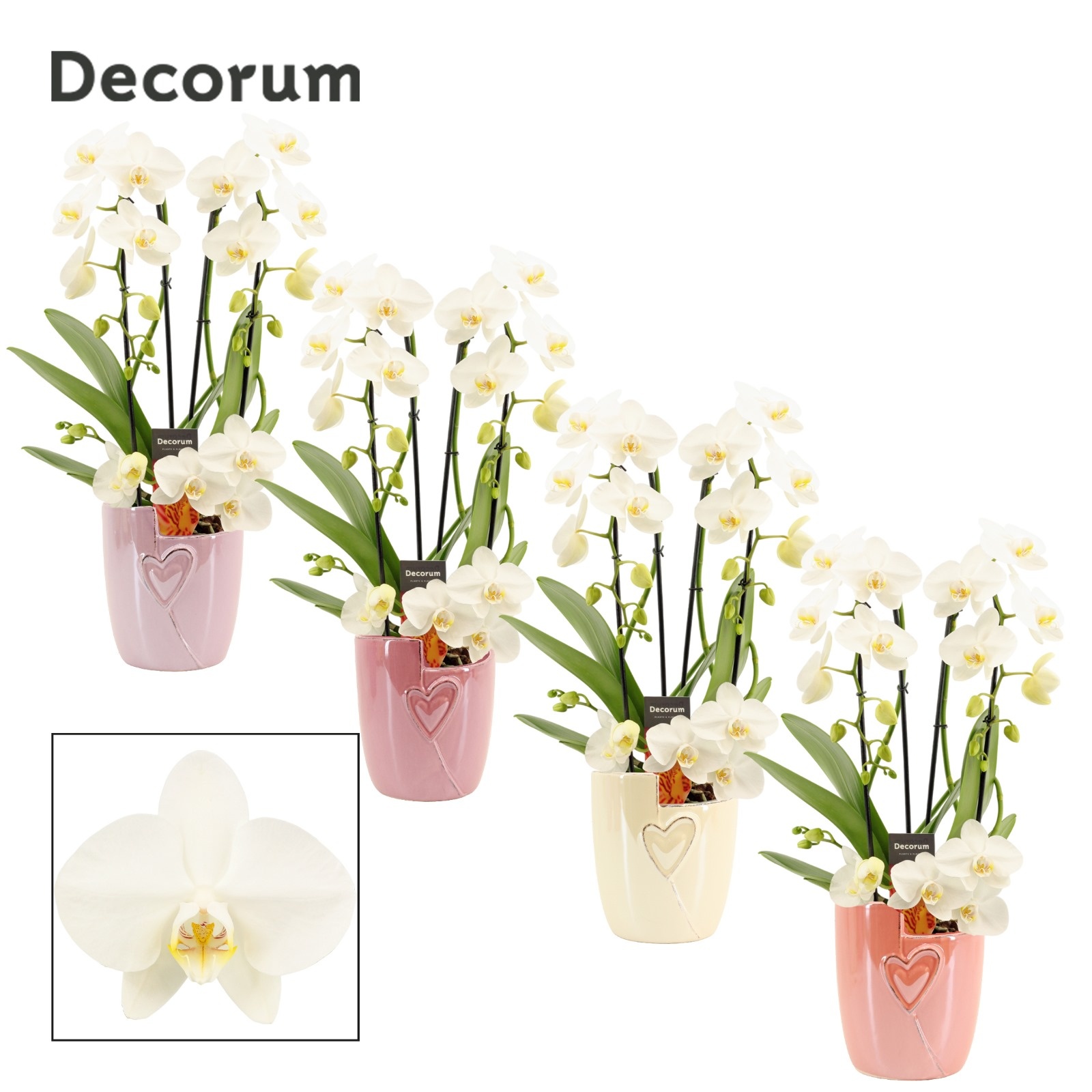 Phalaenopsis twirl wit in Joa (Special moods-collection), D 12