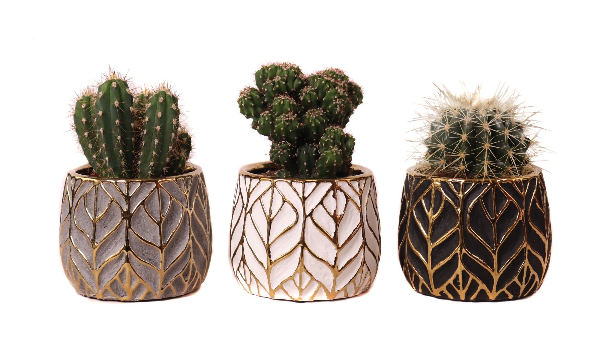 Cactus mix 8,5 cm in malawi pot, D 10 cm